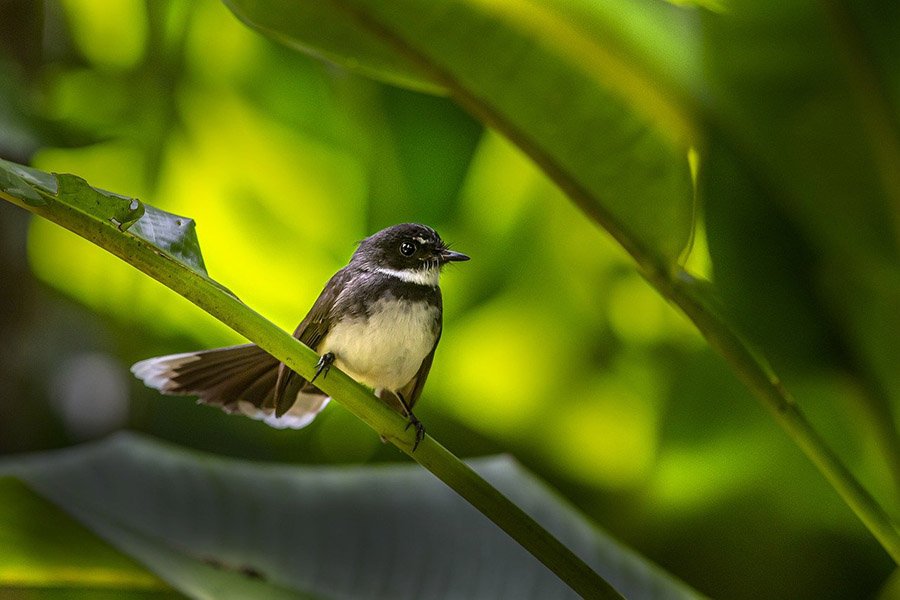 Bangladesh Magpie Robin