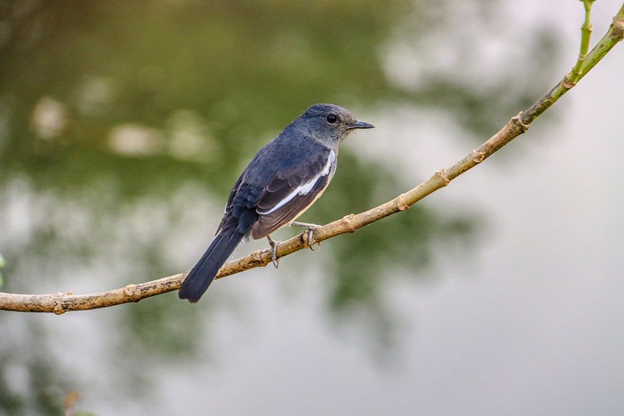 Bangladesh Magpie Robin