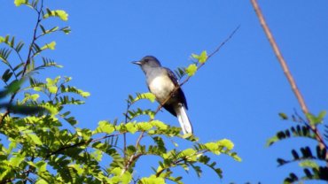 Bangladesh Magpie Robin