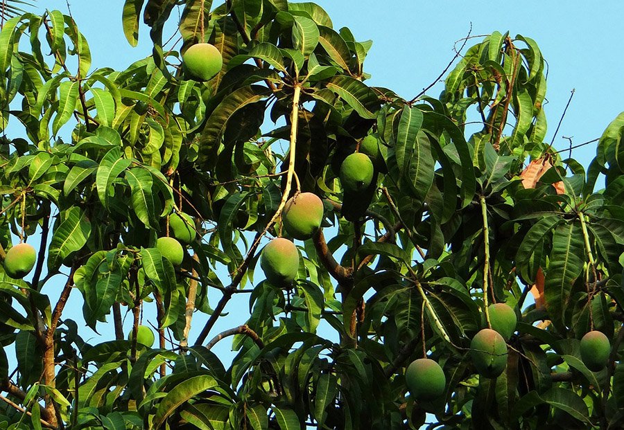 Bangladesh Mango Tree