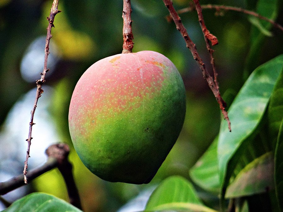 Bangladesh Mango Tree