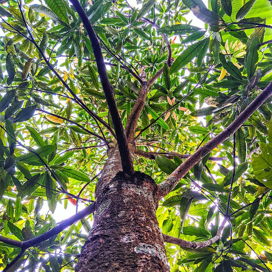 Bangladesh Mango Tree