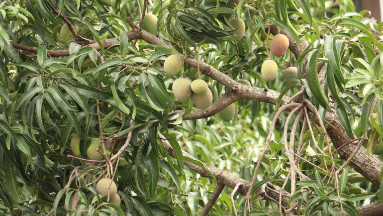 Bangladesh Mango Tree