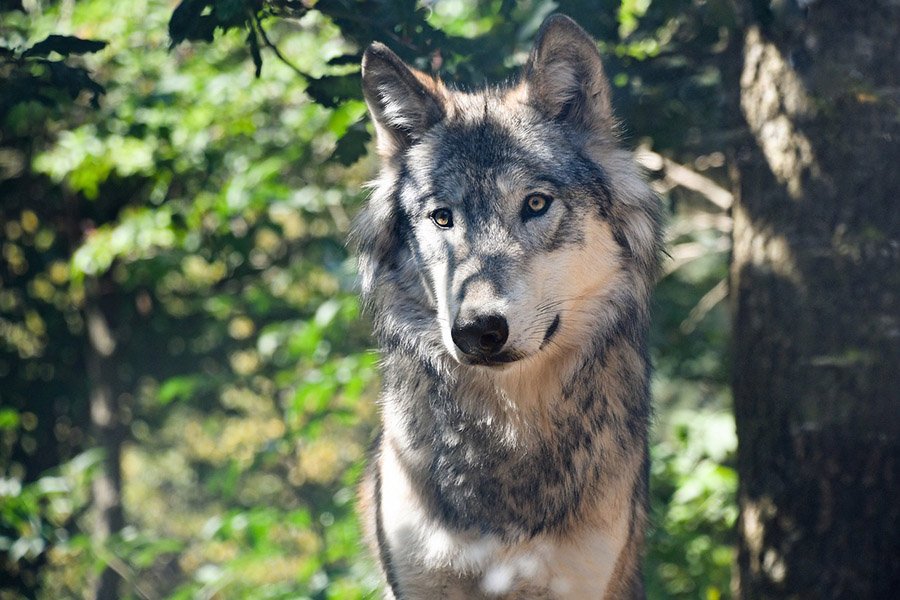 Beautiful wolf portrait