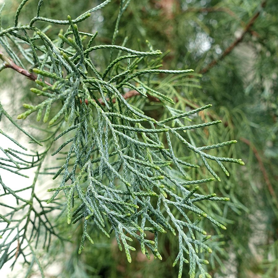 Bhutan Himalayan Cypress close up