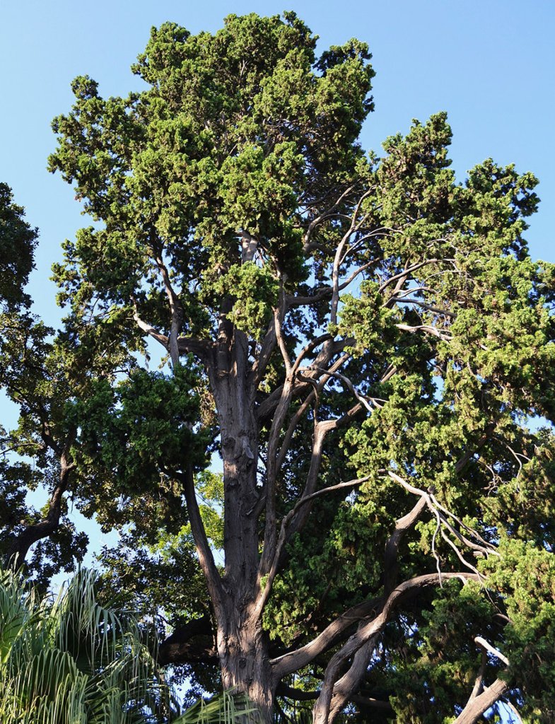 Bhutan Himalayan Cypress