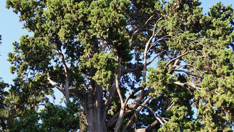 Bhutan Himalayan Cypress - Hero