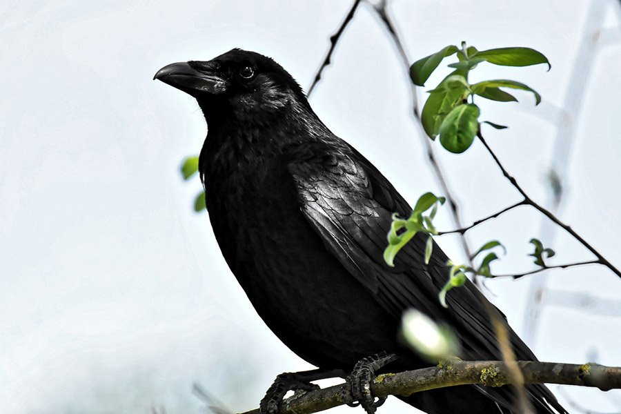 Bhutan Raven