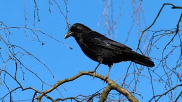 Bhutan Raven