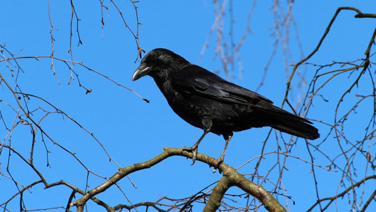 Bhutan Raven