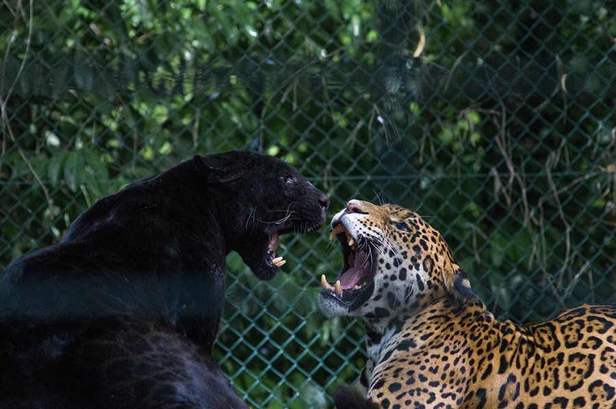 Black jaguar