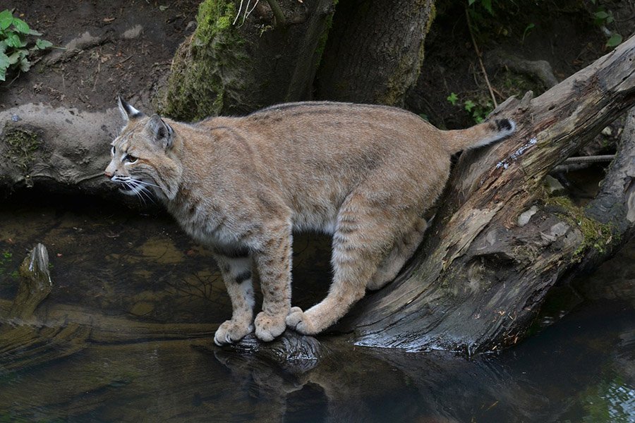 Bobcat at a river