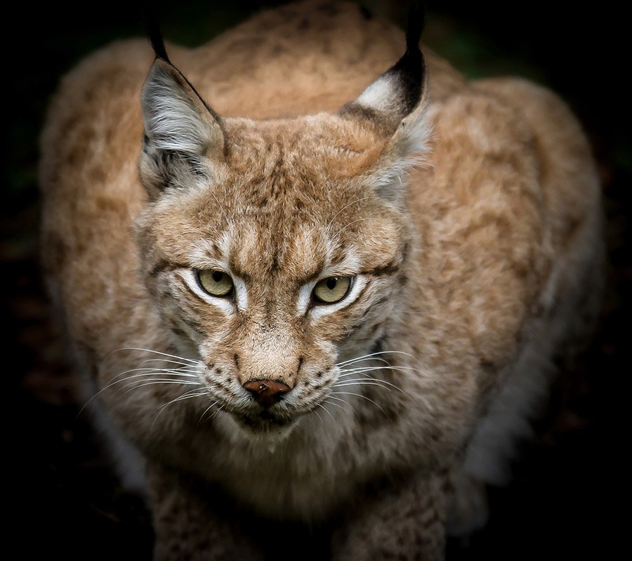 Bobcat up close