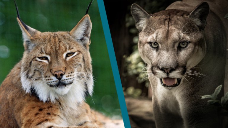 Bobcat vs Mountain Lion