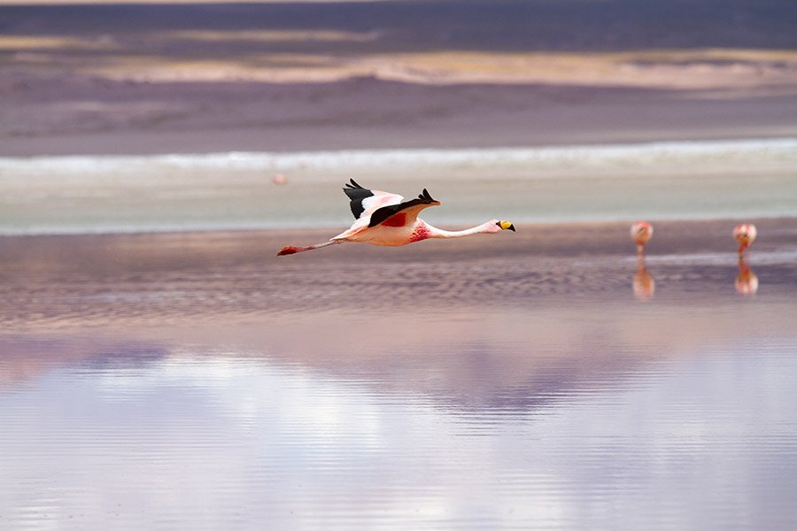 Bolivia Animals - Andean Flamingo