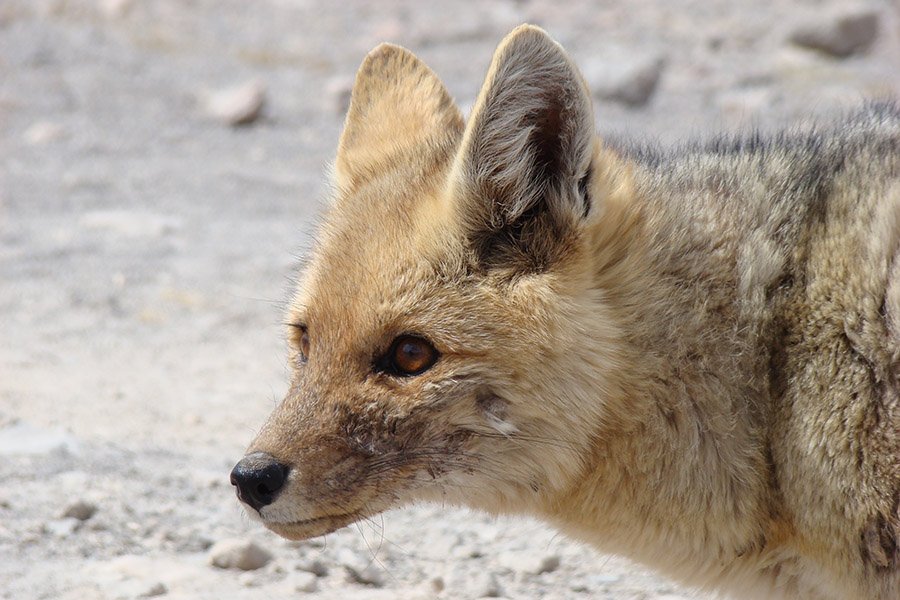 Bolivia Animals - Andean Fox