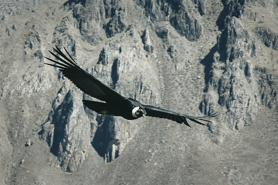 Bolivia Animals - Condor