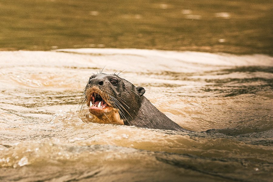 Bolivia Animals - Giant Otter