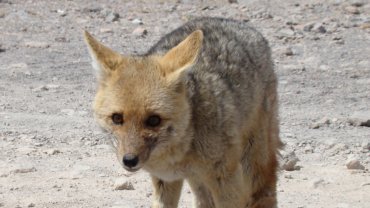 Bolivia Animals - Hero