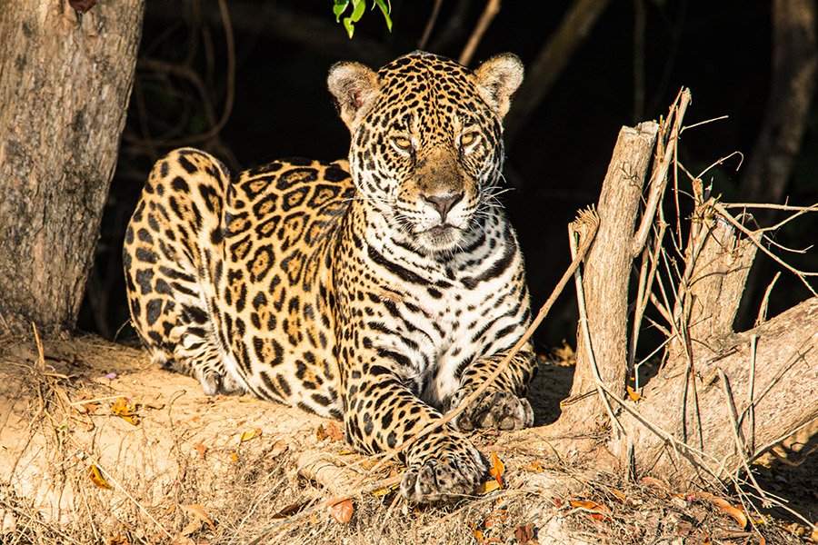 Bolivia Animals - Jaguar