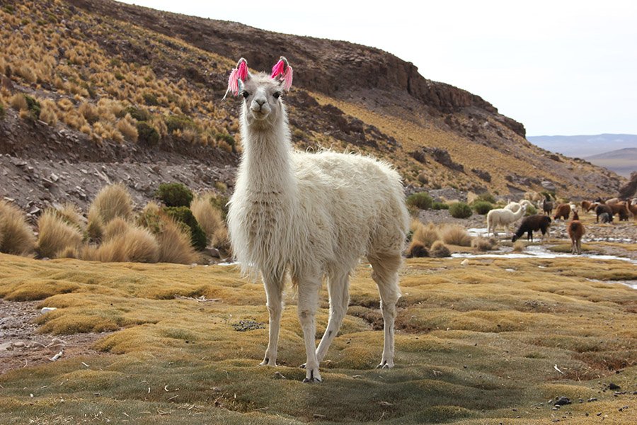 Bolivia Animals - Llama