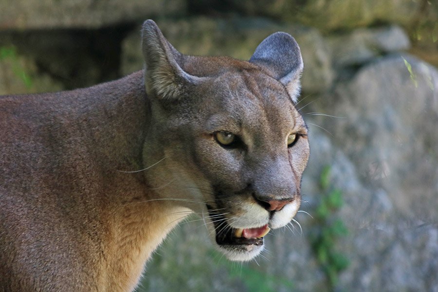 Bolivia Animals -Puma