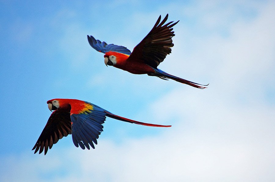 Bolivia Animals - Scarlet Macaw