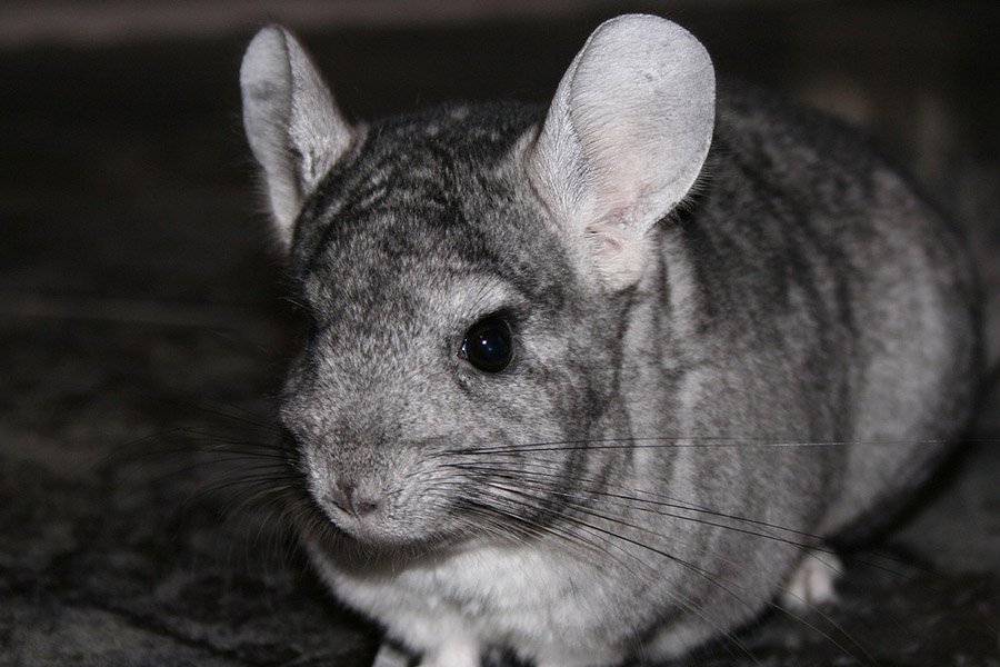 Bolivia Animals - Short-tailed Chinchilla