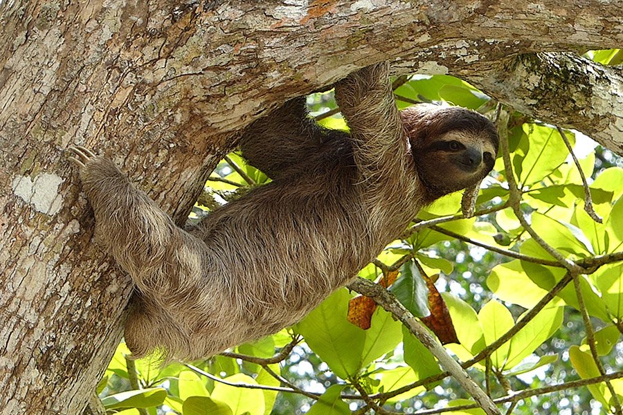 Bolivia Animals - Three-toed Sloth