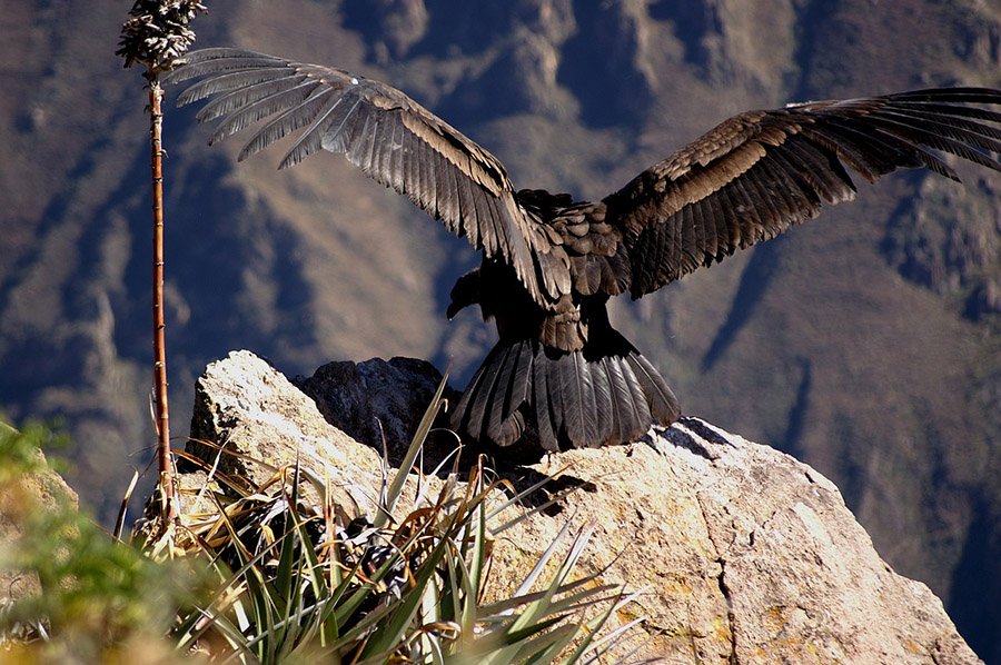 Bolivia Condor