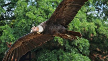 Bolivia Condor - Hero