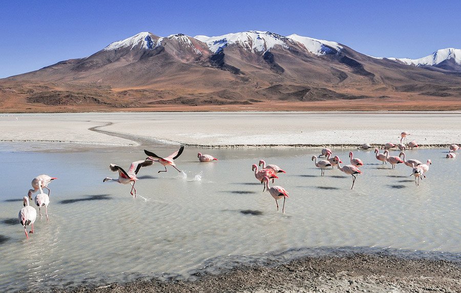 Bolivia Flamingos