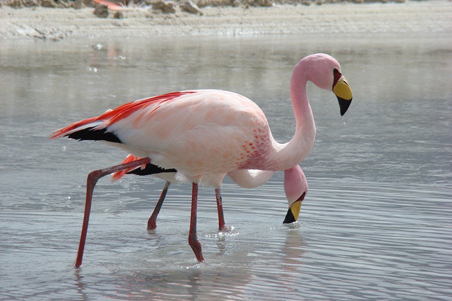 Bolivia flamingo close up