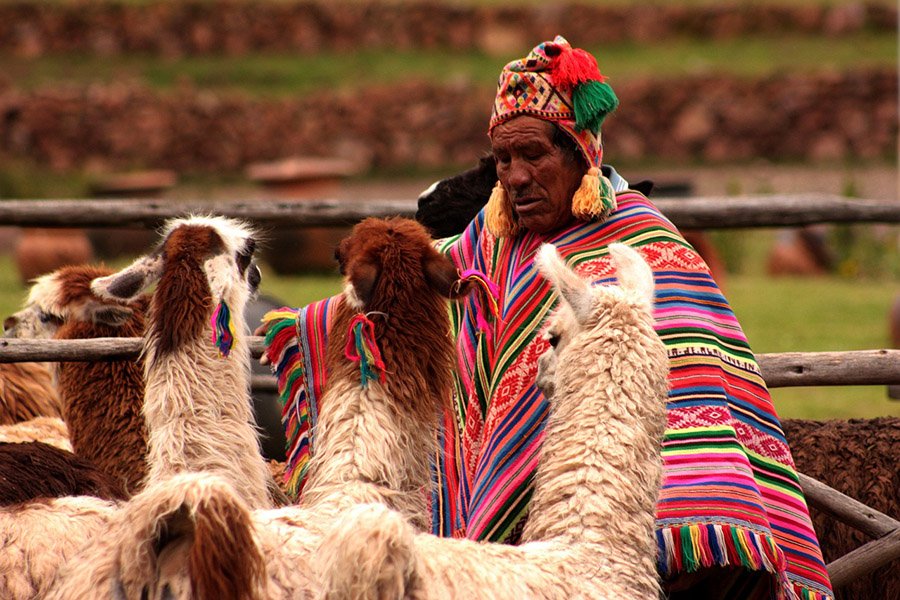 Bolivia llama