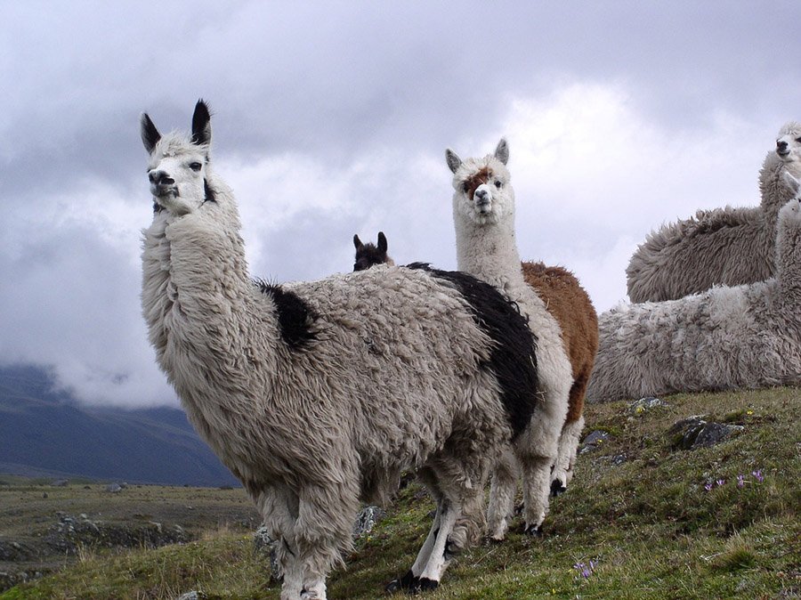 Bolivia llama