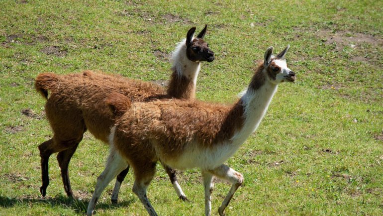 Bolivia llama - Hero