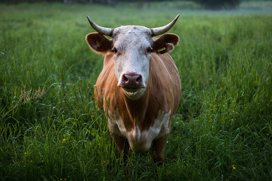 Bull in a field