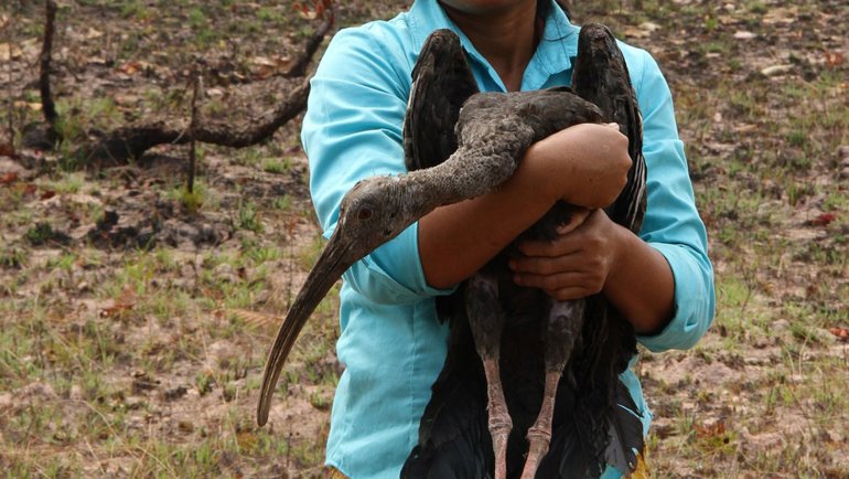 Cambodia Giant Ibis - Hero