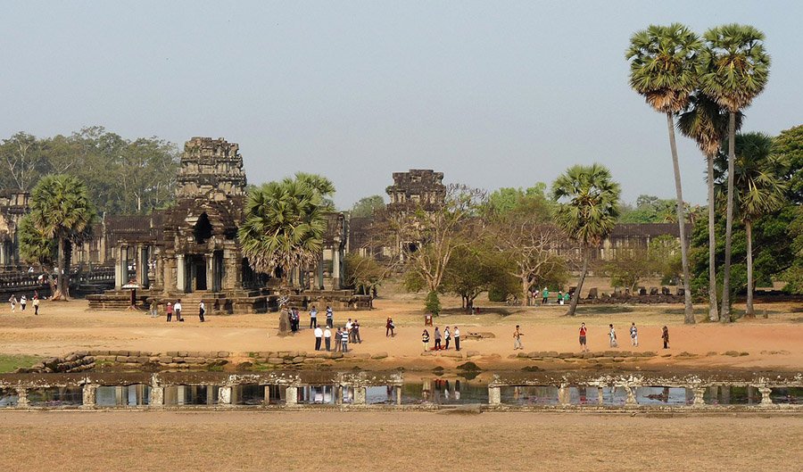 Cambodia Palmyra Palm at Angkor Wat