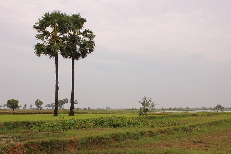 Cambodia Palmyra Palm