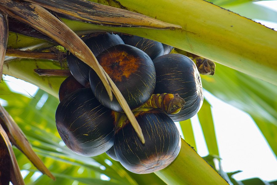 Cambodia Palmyra Palm fruits