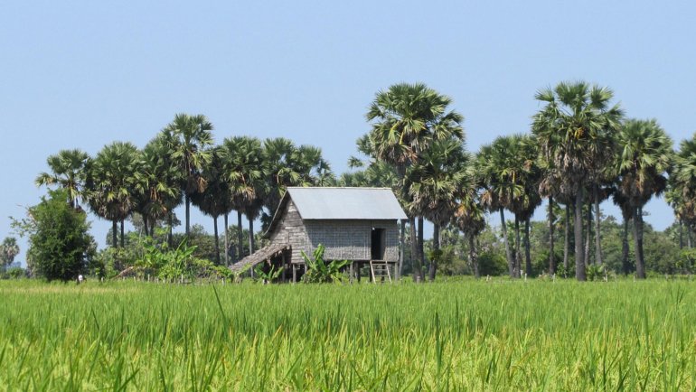 Cambodia Palmyra Palm national tree