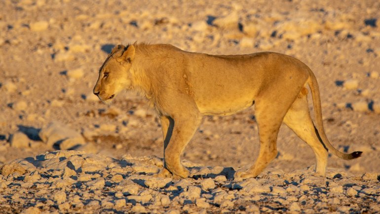 Can lions stand on hind legs - Hero