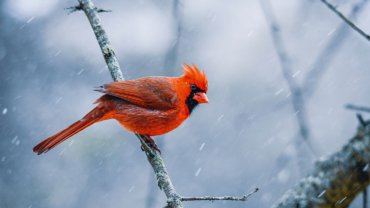 Cardinal fact sheet