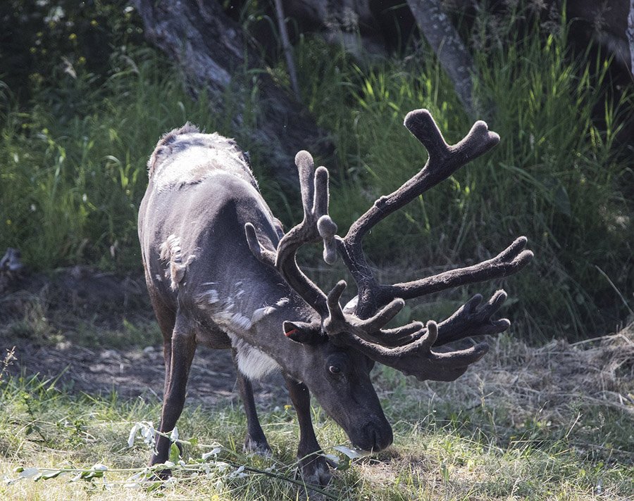 Caribou