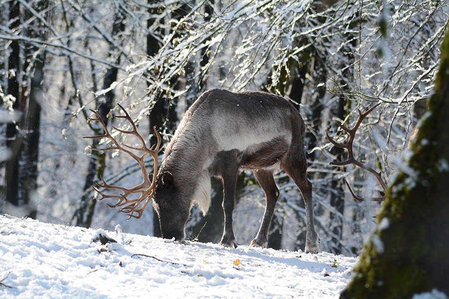 Caribou