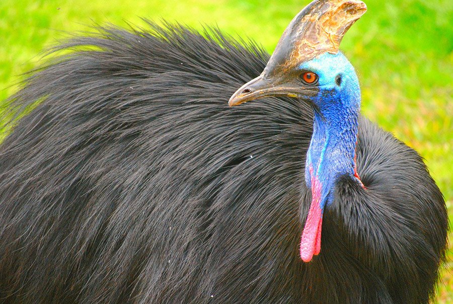 Southern Cassowary