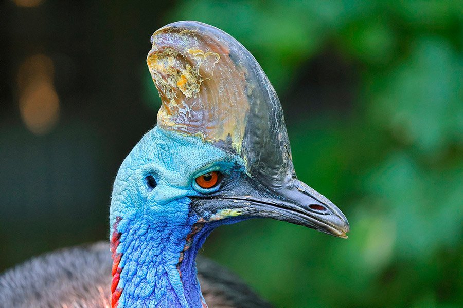 Cassowary head