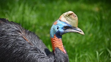 Cassowary - Hero