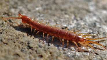 Centipede fact sheet
